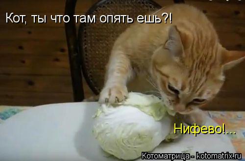 Кот, ты что там опять ешь?! Нифево!...... Котоматрица: Кот, ты что там опять ешь?! Нифево!...