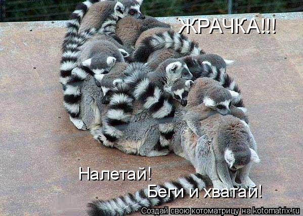 Налетай! Беги и хватай! ЖРАЧКА!!!... Котоматрица: Налетай! Беги и хватай! ЖРАЧКА!!!
