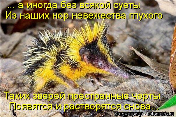 ... а иногда без всякой суеты Из наших нор невежества глухого Таких зверей престранные черты Появятся... Котоматрица: ... а иногда без всякой суеты Из наших нор невежества глухого Таких зверей престранные черты Появятся и растворятся снова...