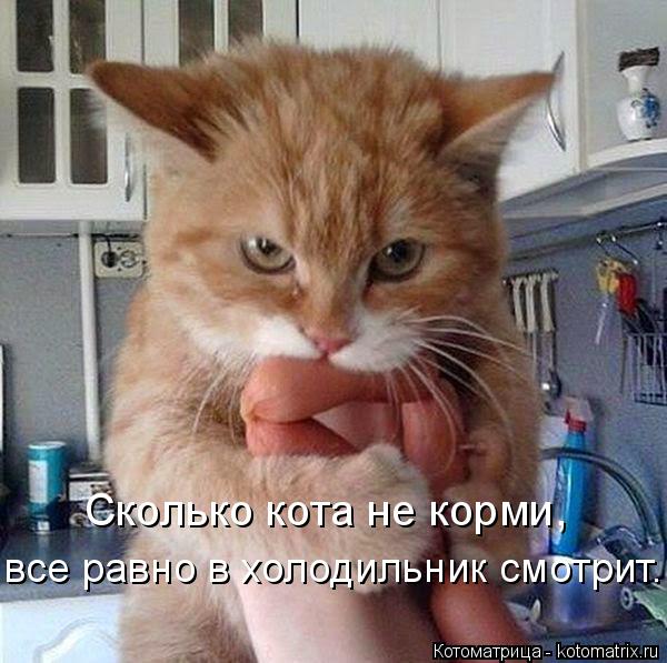 Сколько кота не корми, все равно в холодильник смотрит.... Котоматрица: Сколько кота не корми, все равно в холодильник смотрит.
