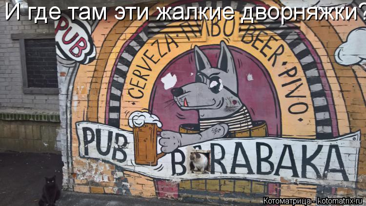 И где там эти жалкие дворняжки?... Котоматрица: И где там эти жалкие дворняжки?