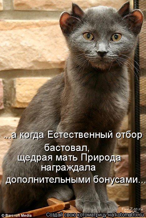Котоматрица: ...а когда Естественный отбор   бастовал, щедрая мать Природа награждала дополнительными бонусами...