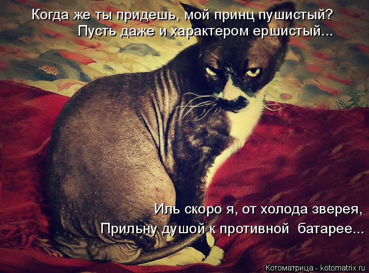 Иль скоро я, от холода зверея, Когда же ты придешь, мой принц пушистый? Пусть даже и характером ерши... Котоматрица: Иль скоро я, от холода зверея, Когда же ты придешь, мой принц пушистый? Пусть даже и характером ершистый... Прильну душой к противной батарее