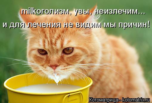 milkоголизм, увы, неизлечим... и для лечения не видим мы причин!... Котоматрица: milkоголизм, увы, неизлечим... и для лечения не видим мы причин!