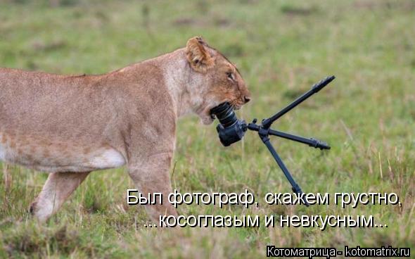 Был фотограф, скажем грустно, ...косоглазым и невкусным...... Котоматрица: Был фотограф, скажем грустно, ...косоглазым и невкусным...