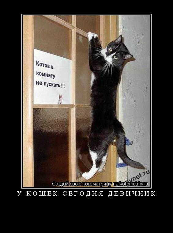 У КОШЕК СЕГОДНЯ ДЕВИЧНИК ... Котоматрица: У КОШЕК СЕГОДНЯ ДЕВИЧНИК