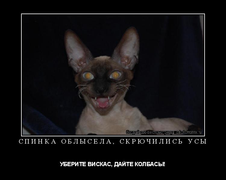 Котоматрица: СПИНКА ОБЛЫСЕЛА, СКРЮЧИЛИСЬ УСЫ УБЕРИТЕ ВИСКАС, ДАЙТЕ КОЛБАСЫ!