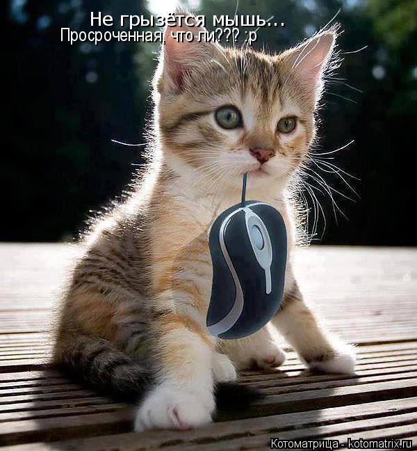 Не грызётся мышь... Просроченная, что ли??? :р... Котоматрица: Не грызётся мышь... Просроченная, что ли??? :р