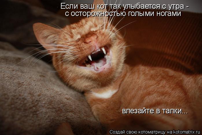 Котоматрица: Если ваш кот так улыбается с утра -  с осторожностью голыми ногами  влезайте в тапки...