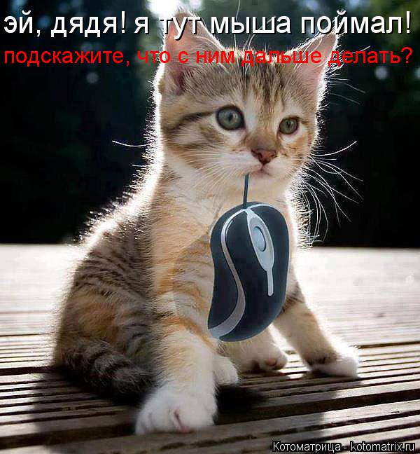 Котоматрица: эй, дядя! я тут мыша поймал! подскажите, что с ним дальше делать?