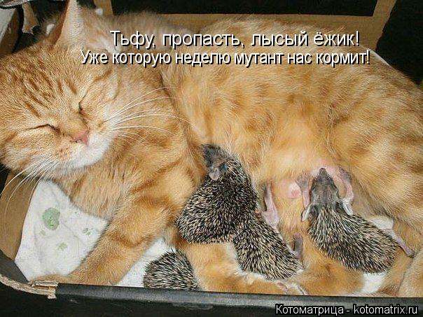Тьфу, пропасть, лысый ёжик! Уже которую неделю мутант нас кормит!... Котоматрица: Тьфу, пропасть, лысый ёжик! Уже которую неделю мутант нас кормит!