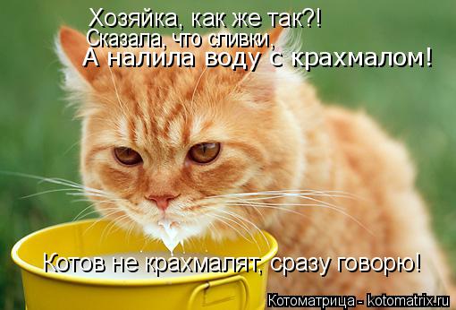 Котоматрица: Хозяйка, как же так?! Сказала, что сливки, А налила воду с крахмалом! Котов не крахмалят, сразу говорю!