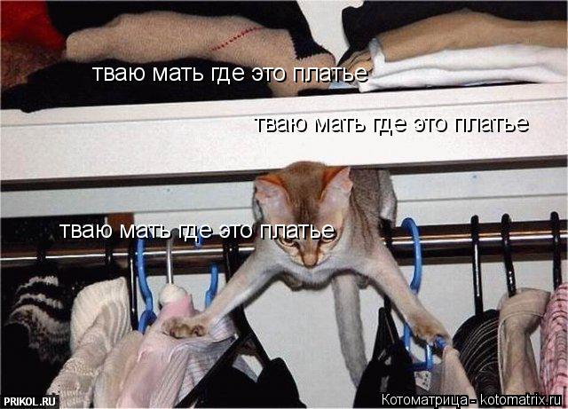 Котоматрица: тваю мать где это платье тваю мать где это платье тваю мать где это платье