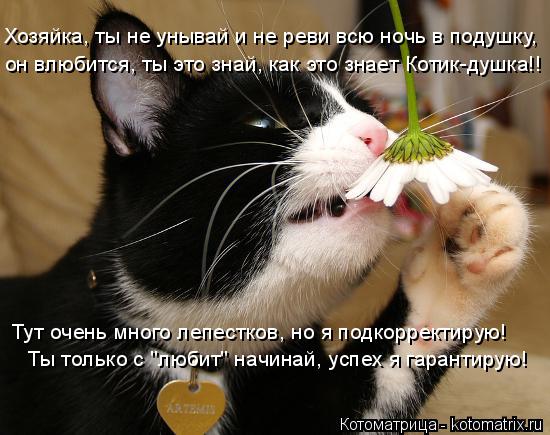 Котоматрица: Хозяйка, ты не унывай и не реви всю ночь в подушку, он влюбится, ты это знай, как это знает Котик-душка!! Тут очень много лепестков, но я подкор