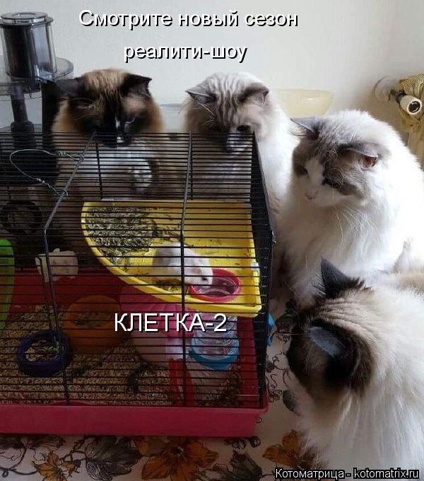 Котоматрица: Смотрите новый сезон реалити-шоу КЛЕТКА-2