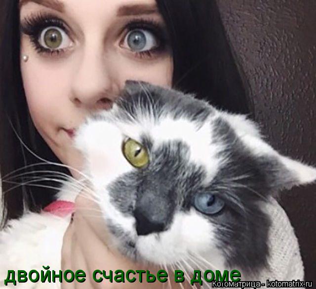 двойное счастье в доме... Котоматрица: двойное счастье в доме