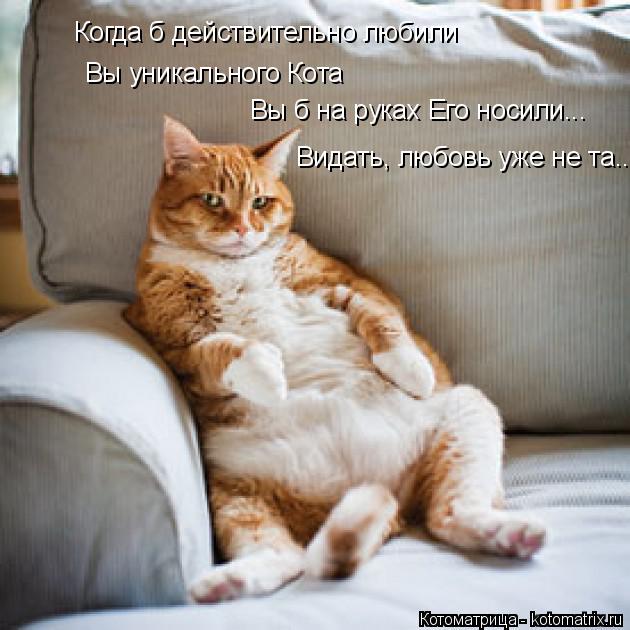 Котоматрица: Когда б действительно любили Вы уникального Кота Вы б на руках Его носили... Видать, любовь уже не та...