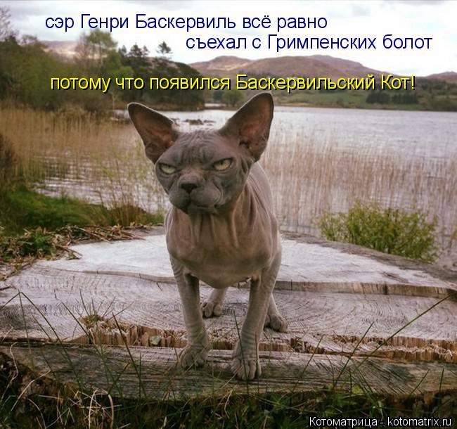 Котоматрица: сэр Генри Баскервиль всё равно съехал с Гримпенских болот потому что появился Баскервильский Кот!