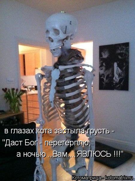 в глазах кота застыла грусть - "Даст Бог - перетерплю, а ночью ..Вам....ЯВЛЮСЬ !!!"... Котоматрица: в глазах кота застыла грусть - "Даст Бог - перетерплю, а ночью ..Вам....ЯВЛЮСЬ !!!"
