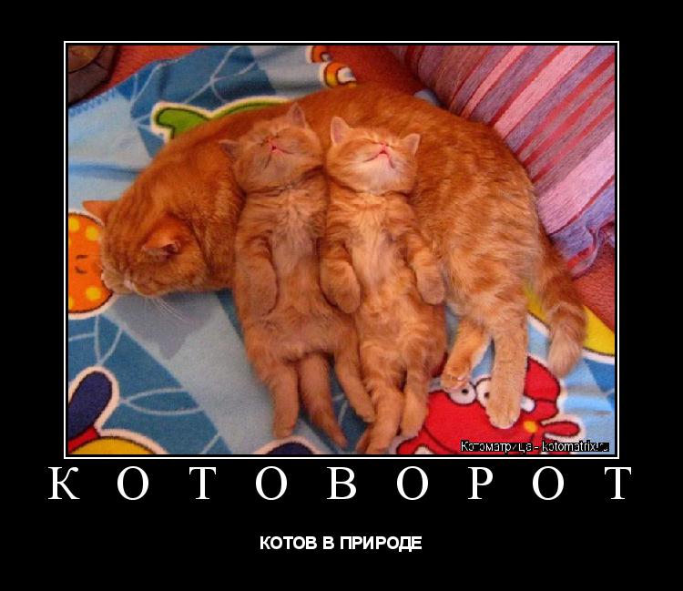Котоматрица: К О Т О В О Р О Т  КОТОВ В ПРИРОДЕ