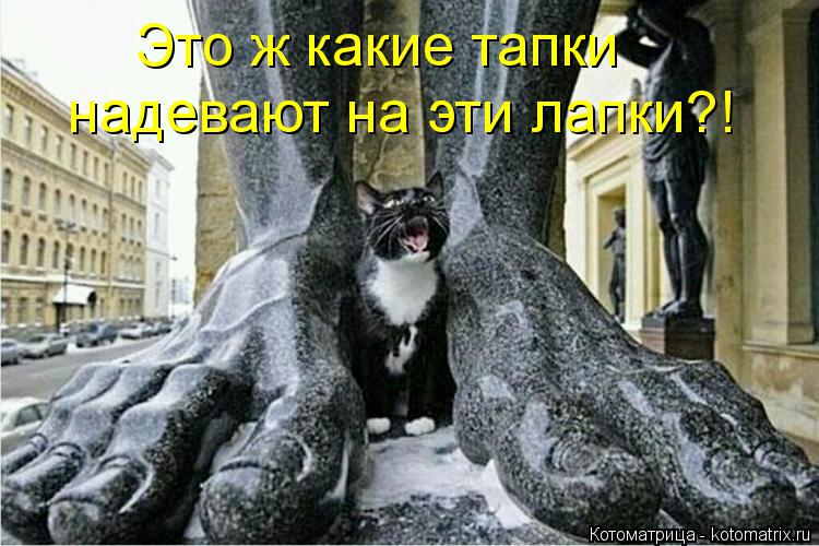 Это ж какие тапки надевают на эти лапки?!... Котоматрица: Это ж какие тапки надевают на эти лапки?!