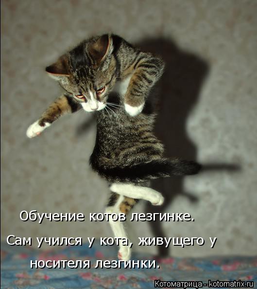 Котоматрица: Обучение котов лезгинке. Сам учился у кота, живущего у  носителя лезгинки.
