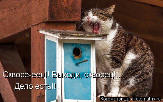 Котоматрица: Скворе-еец!! Выходи, скворец!... Дело есть!!