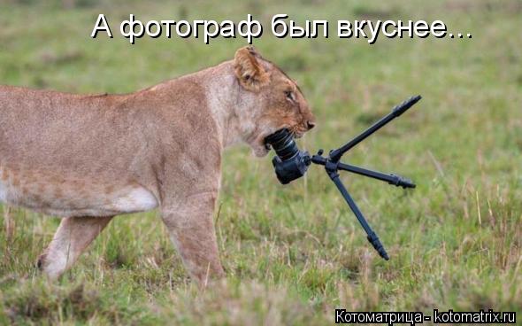 Котоматрица: А фотограф был вкуснее...