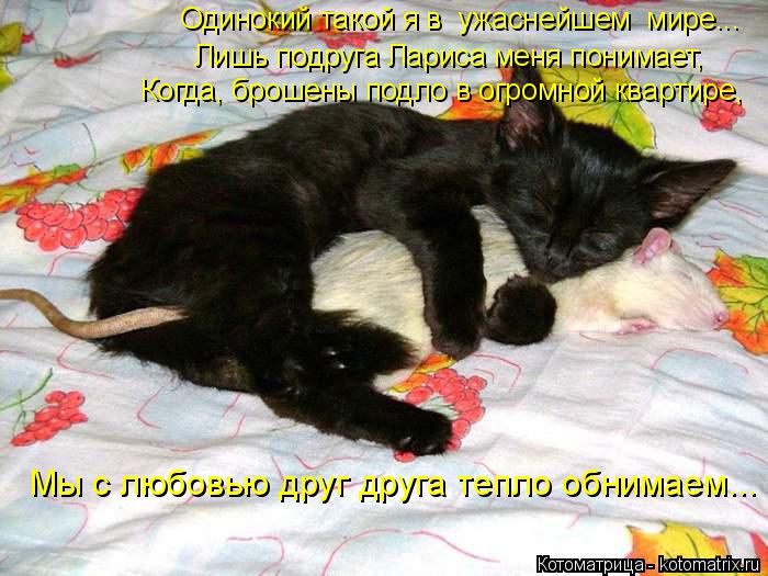 Котоматрица: Лишь подруга Лариса меня понимает,  Когда, брошены подло в огромной квартире, Одинокий такой я в  ужаснейшем  мире... Мы с любовью друг друга т