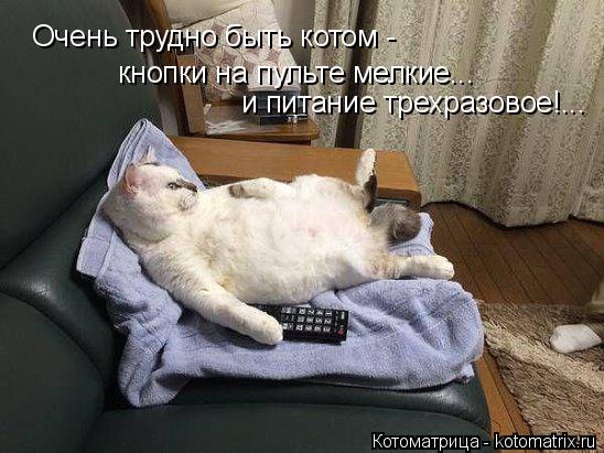 Котоматрица: Очень трудно быть котом -  кнопки на пульте мелкие... и питание трехразовое!...