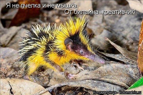 Котоматрица: Я не пчелка и не мышка. От билайна  креативчик!