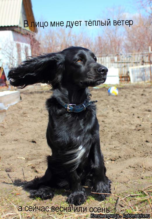 Котоматрица: В лицо мне дует тёплый ветер  а сейчас весна или осень