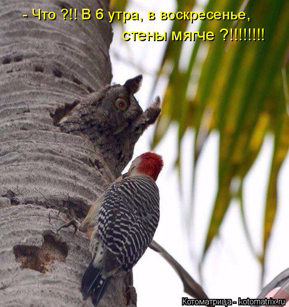 Котоматрица: - Что ?!! В 6 утра, в воскресенье,  стены мягче ?!!!!!!!!