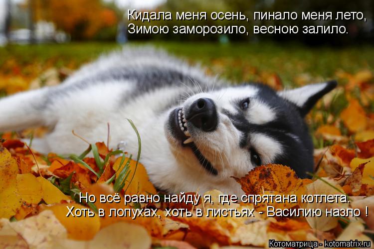 Котоматрица: Кидала меня осень, пинало меня лето, Зимою заморозило, весною залило. Но всё равно найду я, где спрятана котлета. Хоть в лопухах, хоть в листь