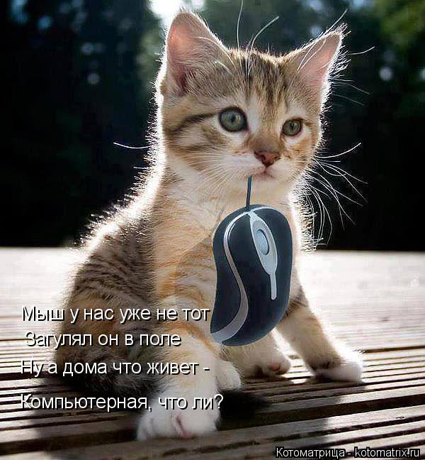 Котоматрица: Мыш у нас уже не тот Загулял он в поле Компьютерная, что ли? Ну а дома что живет -