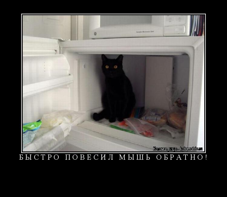 Котоматрица: БЫСТРО ПОВЕСИЛ МЫШЬ ОБРАТНО! 