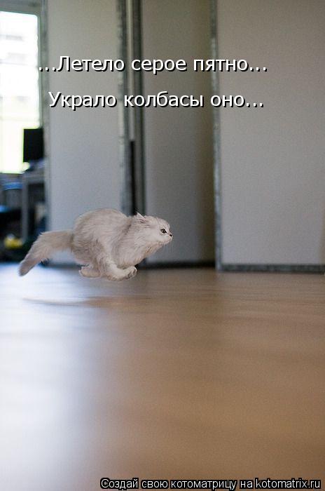Котоматрица: ...Летело серое пятно... Украло колбасы оно...