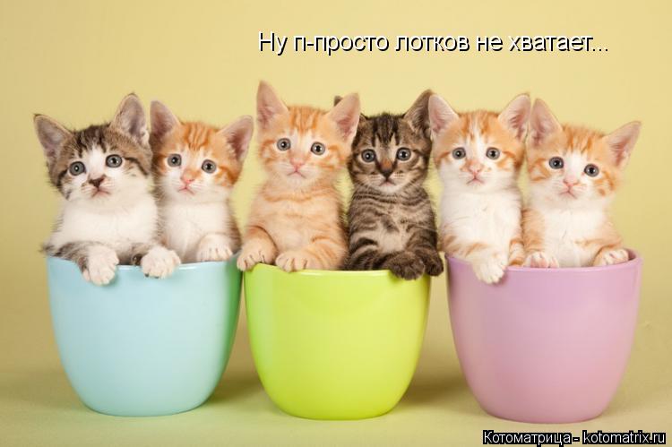 Котоматрица: Ну п-просто лотков не хватает...