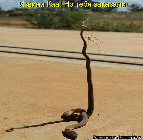 Котоматрица: Извини Каа! Но тебя заказали!