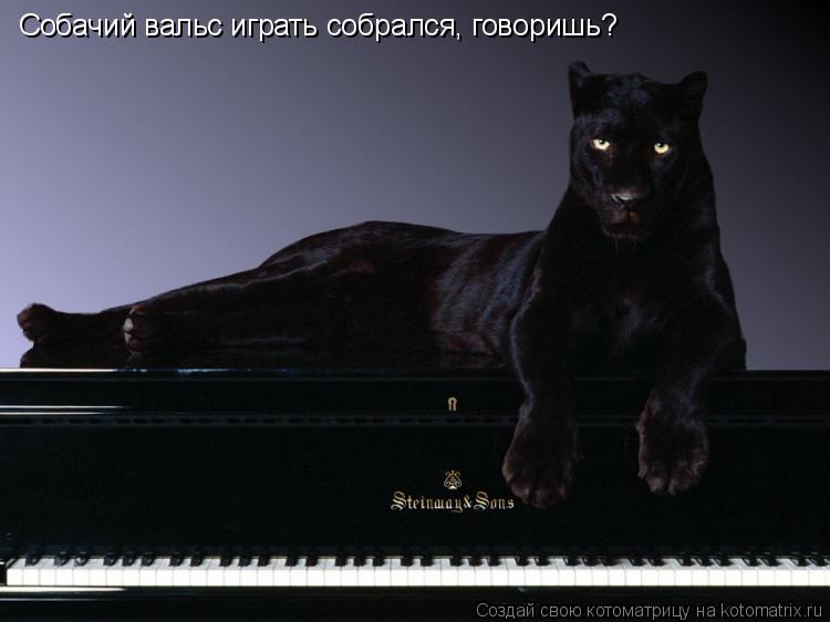 Котоматрица: Собачий вальс играть собрался, говоришь?