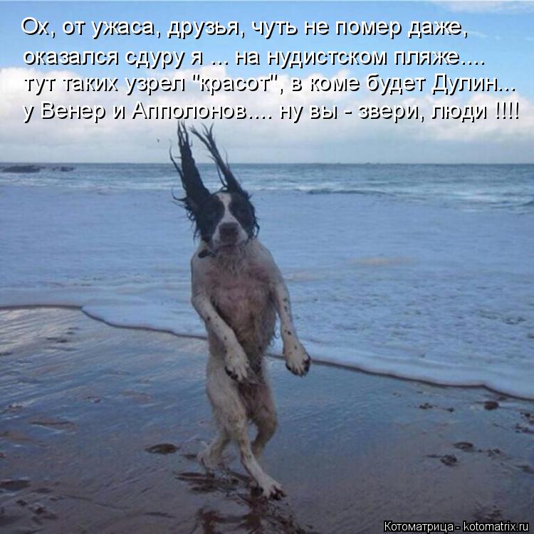Котоматрица: Ох, от ужаса, друзья, чуть не помер даже, оказался сдуру я ... на нудистском пляже.... тут таких узрел "красот", в коме будет Дулин... у Венер и Аппо