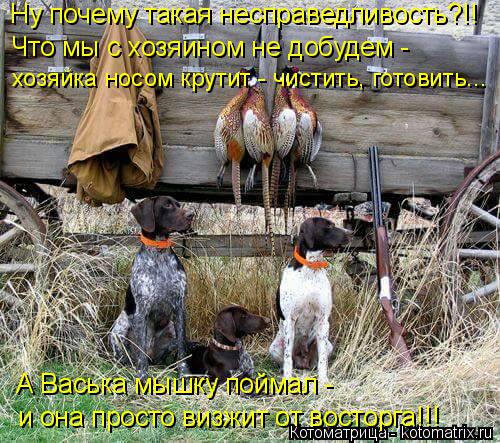 Котоматрица: Ну почему такая несправедливость?!! и она просто визжит от восторга!!! Что мы с хозяином не добудем -  хозяйка носом крутит - чистить, готовить.