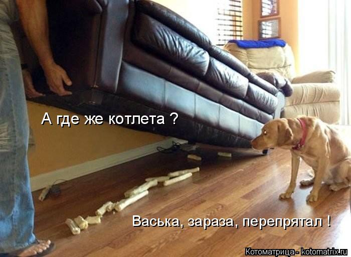 Котоматрица: А где же котлета ? Васька, зараза, перепрятал !