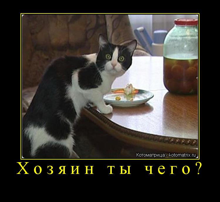 Котоматрица: Хозяин ты чего? 