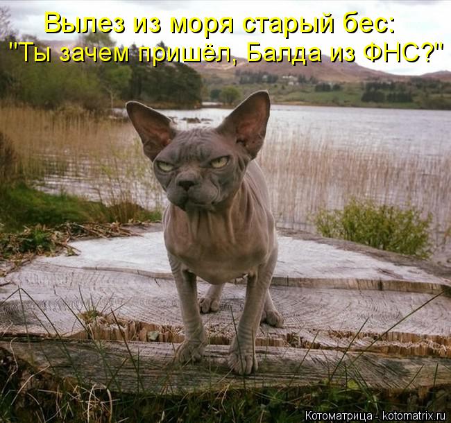 Котоматрица: Вылез из моря старый бес: "Ты зачем пришёл, Балда из ФНС?"