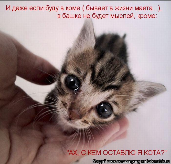 Котоматрица: И даже если буду в коме ( бывает в жизни маета...),  в башке не будет мыслей, кроме: "АХ, С КЕМ ОСТАВЛЮ Я КОТА?"