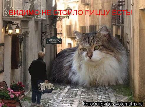 Котоматрица: ВИДИМО НЕ СТОИЛО ПИЦЦУ ЕСТЬ!