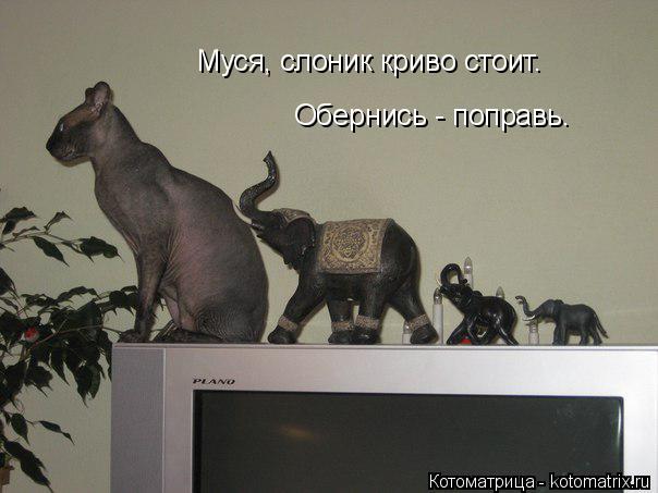 Котоматрица: Муся, слоник криво стоит. Обернись - поправь.