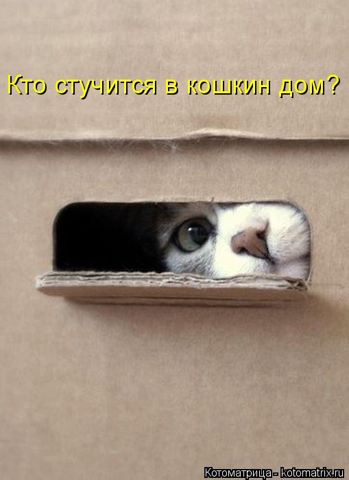 Котоматрица: Кто стучится в кошкин дом?