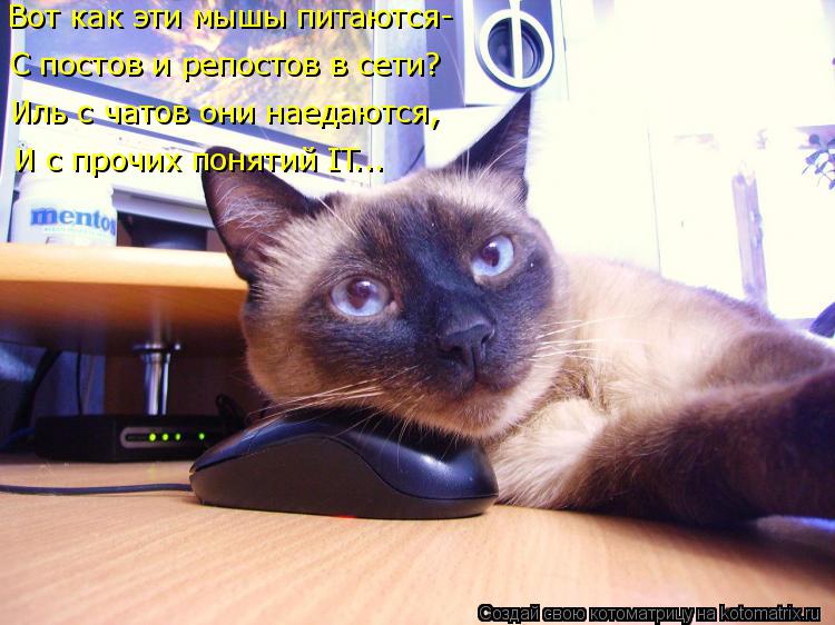 С постов и репостов в сети? Иль с чатов они наедаются, Вот как эти мышы питаются- И с прочих понятий ... Котоматрица: С постов и репостов в сети? Иль с чатов они наедаются, Вот как эти мышы питаются- И с прочих понятий IT...